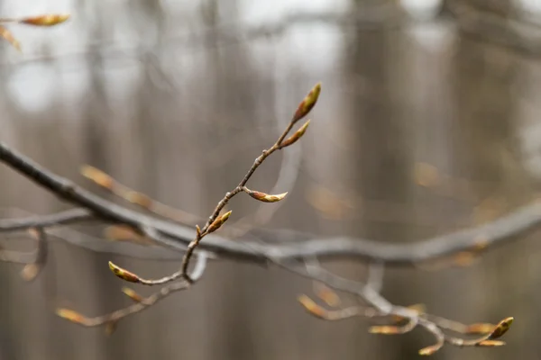 Jonge bladeren op bomen — Stockfoto
