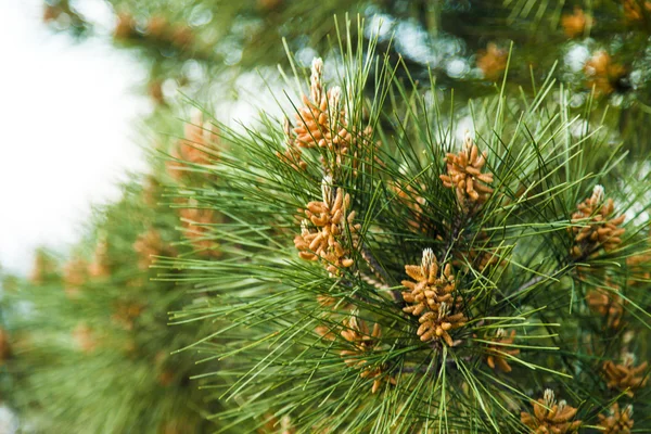 Zuidelijke pine — Stockfoto