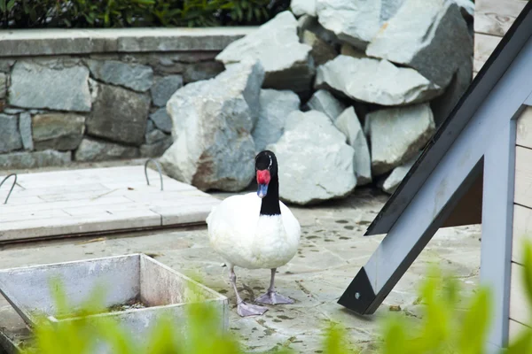 Cisnes en un estanque —  Fotos de Stock