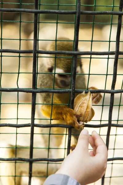 Macacos em uma jaula — Fotografia de Stock