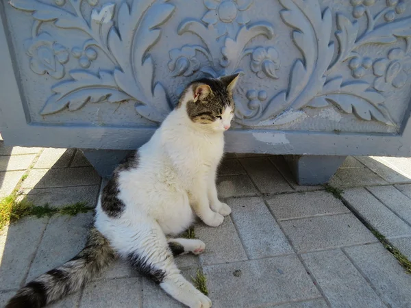 Cat on the street — Stock Photo, Image