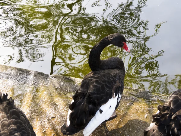 Cisnes em uma lagoa — Fotografia de Stock