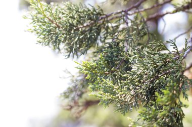 öğleden sonra dağlar