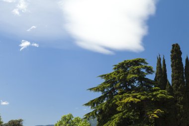 Palmiye ağaçları ve selvi