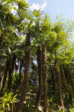 Palmiye ağaçları ve selvi