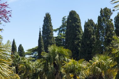 Palmiye ağaçları ve selvi