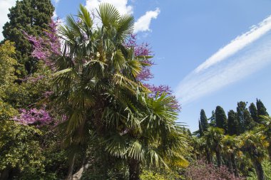 Palmiye ağaçları ve selvi