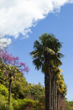 Palmiye ağaçları ve selvi