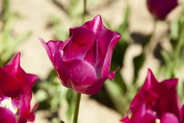 Mare di tulipani — Foto Stock
