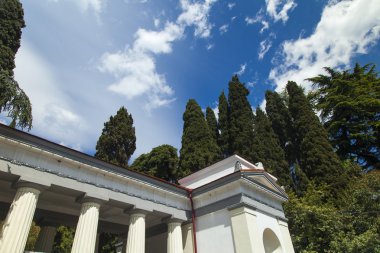 Palmiye ağaçları ve selvi