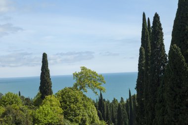 Palmiye ağaçları ve selvi