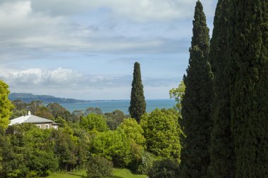 Palmiye ağaçları ve selvi