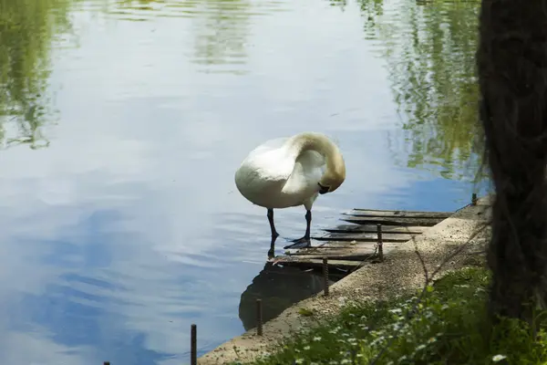 Swans in a pond — Stock Photo, Image