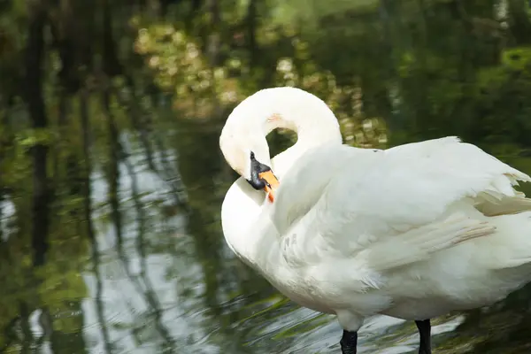 Zwanen in een vijver — Stockfoto