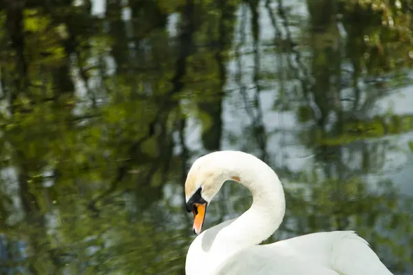 Swans in a pond — Stock Photo, Image
