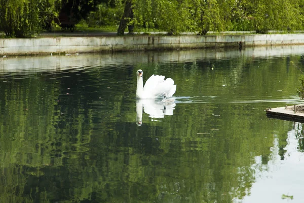 Zwanen in een vijver — Stockfoto