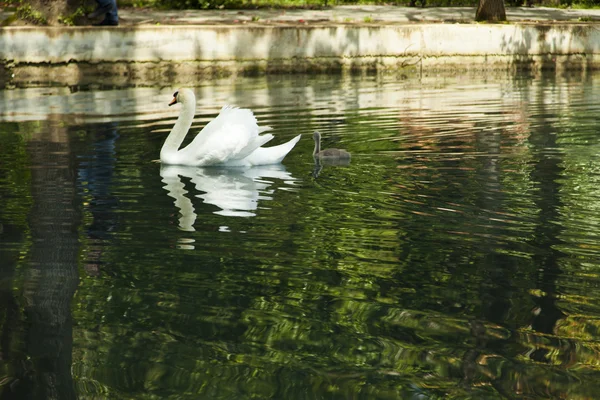Cisnes en un estanque —  Fotos de Stock
