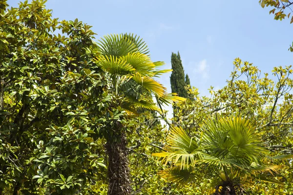 Palmiye ağaçları ve selvi — Stok fotoğraf