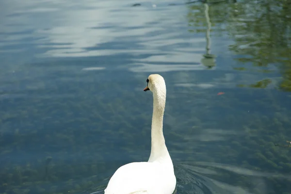 Swans in a pond — Stock Photo, Image