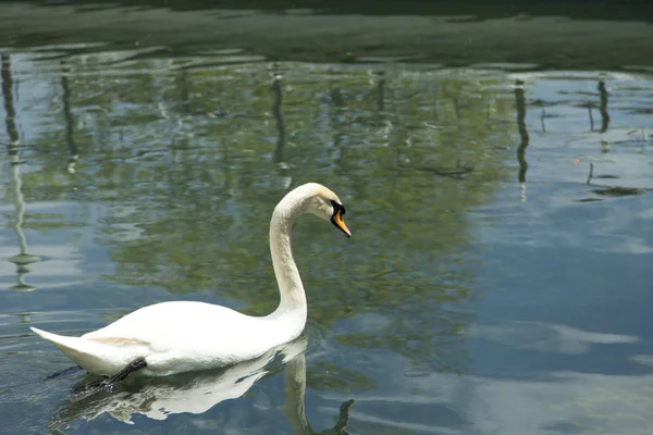 Swans in a pond — Stock Photo, Image