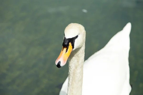 Bir havuzda kuğular — Stok fotoğraf