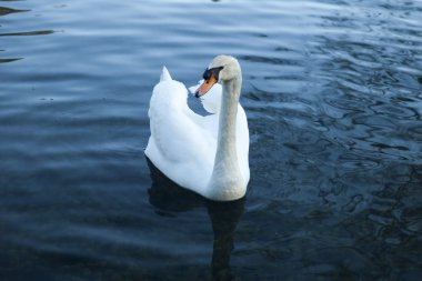 bir havuzda kuğular