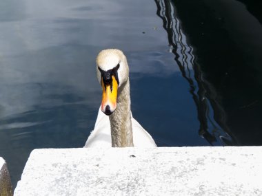 bir havuzda kuğular