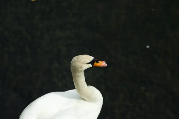 Swans in a pond — Stock Photo, Image