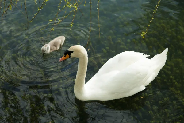 Swans in a pond — Stock Photo, Image