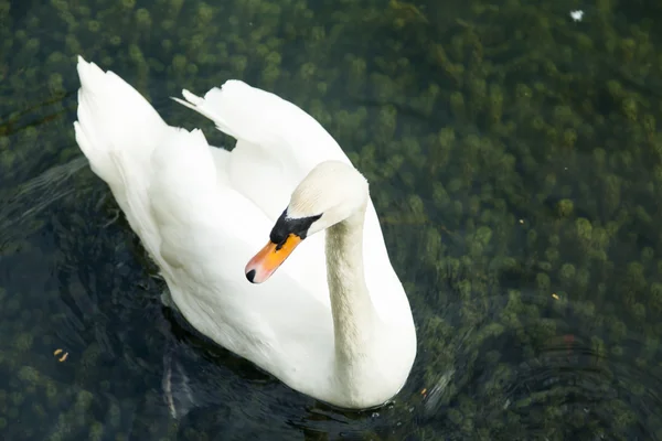 Swans in a pond — Stock Photo, Image