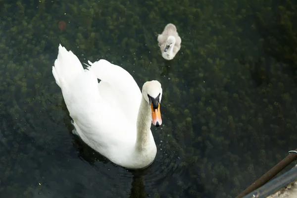 Zwanen in een vijver — Stockfoto