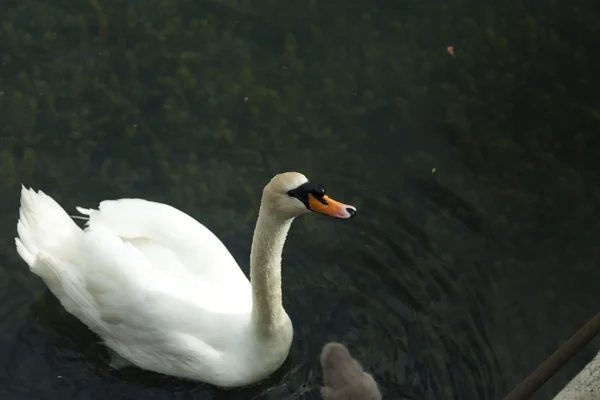 Swans in a pond — Stock Photo, Image