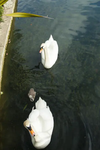 Schwäne in einem Teich — Stockfoto