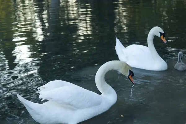 Schwäne in einem Teich — Stockfoto