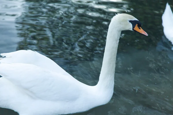 Schwäne in einem Teich — Stockfoto