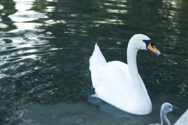 Cisnes em uma lagoa — Fotografia de Stock