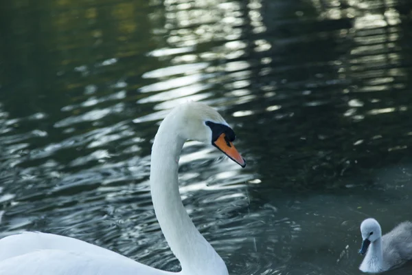 Zwanen in een vijver — Stockfoto