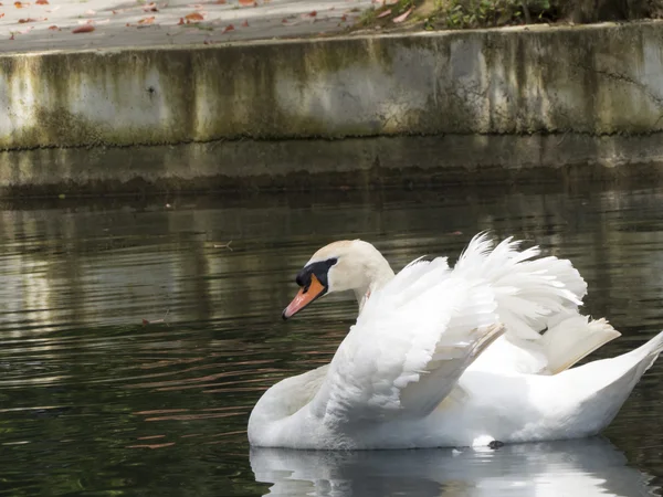 Cisnes en un estanque —  Fotos de Stock