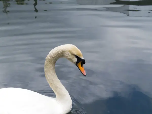 Swans in a pond — Stock Photo, Image