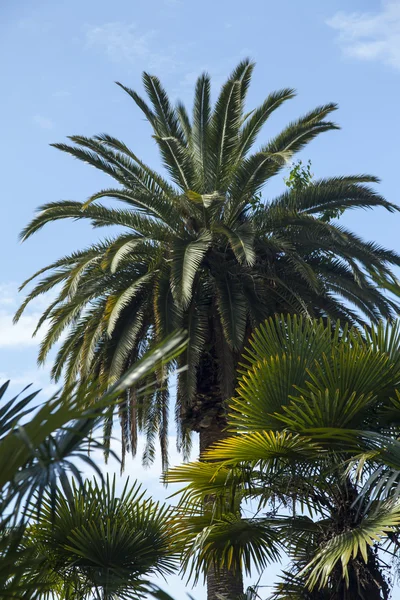 Palmiers dans le parc — Photo