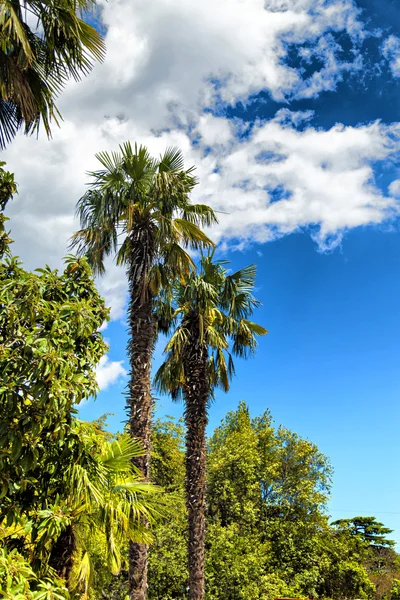 Palmen und Zypressen — Stockfoto
