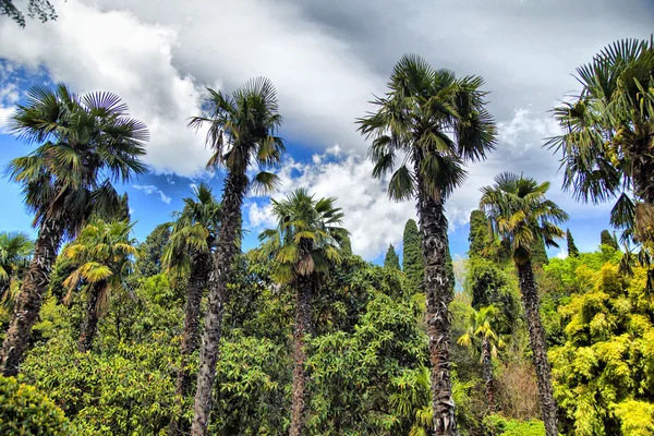 Palmiye ağaçları ve selvi — Stok fotoğraf