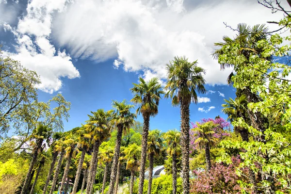 Palm trees and cypresses — Stock Photo, Image