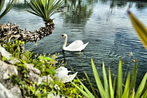 Schwäne in einem Teich — Stockfoto