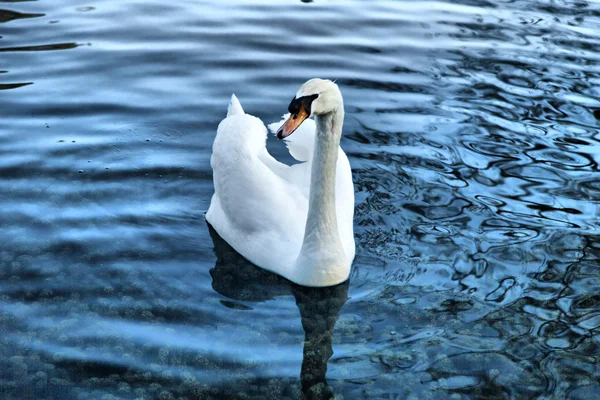 Swans in a pond — Stock Photo, Image