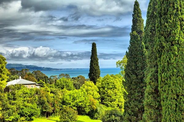 Palm trees and cypresses — Stock Photo, Image