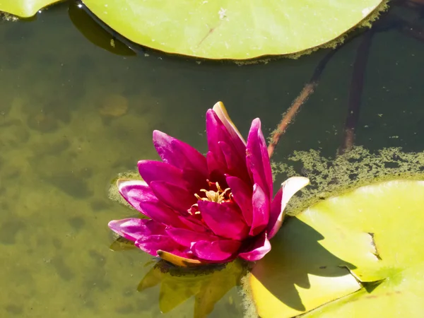 Water lilies in a pond — Stock Photo, Image