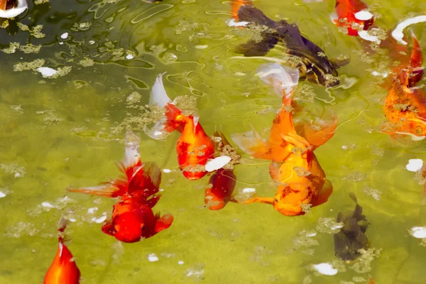 Peces en el estanque — Foto de Stock