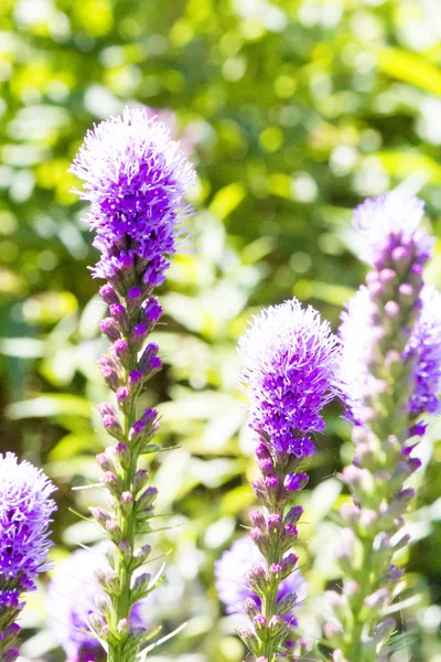 Flores de verão — Fotografia de Stock