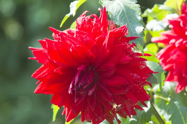 Flores de otoño — Foto de Stock